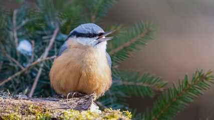 bird, natur, wild lebende tiere, tier, wild, kleiber, ast, baum, bird