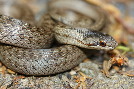 Smooth Snake (Coronella Austriaca) In Natural Habitat