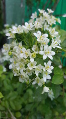 White Flowers in the Yard