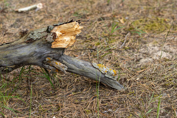 Interesting fallen broken piece of dead dry wooden branch, tree trunk with moss on beach covered with fallen pine tree needles and green grass
