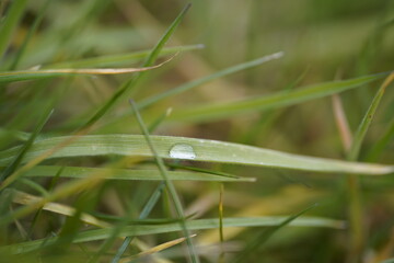 Wassertropfen im Gras 