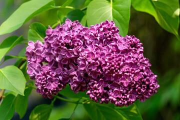A bunch of purple lilac flowers in spring garden.