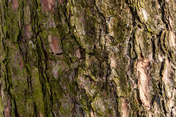 Close-up macro photo of old brown pine tree texture with green moss