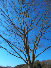 公園の枯木の欅と青空