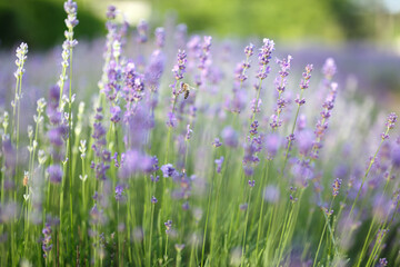 Bee sitting on a bush lavender field green purple