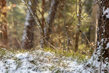 Low angle view to snowy forest floor during sunny winter day