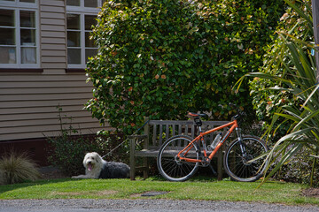 bicycle in the garden with English Sheepdog