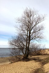 Fototapeta na wymiar Vertical landscape photo of leafless bare tree on sandy beach at sunny day during spring