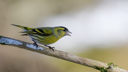 Erlenzeisig, gelb, ast, natur, wild lebende tiere, baum, wild, tier, singvogel