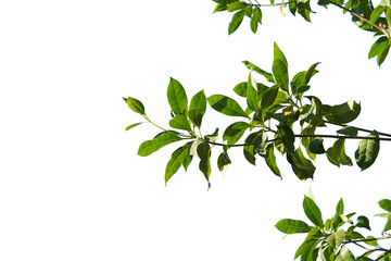 Obraz premium Green tree branch on a white background