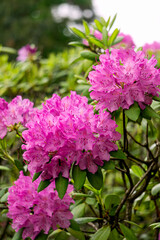Beautiful lilac rhododendron flower in the garden.