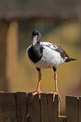 Vertical of Magpie Goose, Anseranas semipalmata, perched