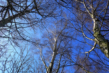 A wwodland scenee Looking up at the blue sky through silver birch branches