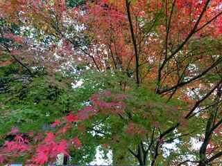 紅葉