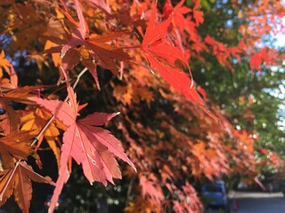 紅葉