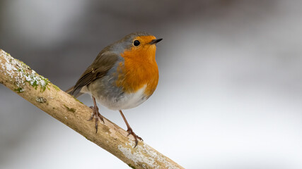 bird, robin, natur, wild lebende tiere, tier, rot, wild, ast, baum, winter, garden, schnabel, bird,