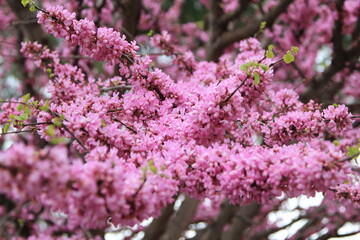 Obraz premium flowers in the garden
