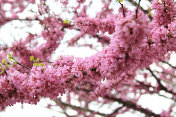 pink cherry blossom