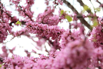pink cherry blossoms