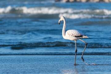 Flamingo walks freely on the shoreline of the Adriatic sea in Pesaro in Italy