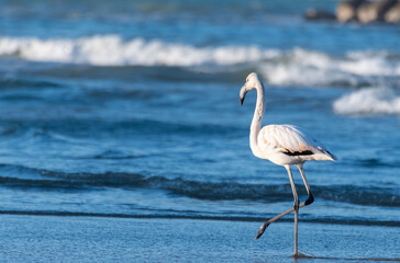 Flamingo walks freely on the shoreline of the Adriatic sea in Pesaro in Italy