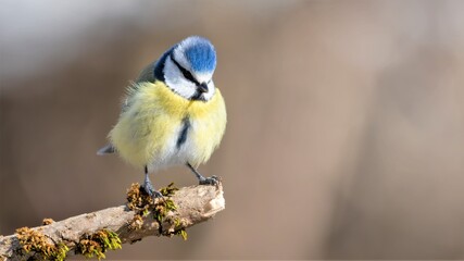 Fototapeta premium bird, natur, wild lebende tiere, tier, blau, ast, wild, blaumeise, sitzen, schnabel