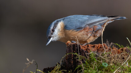 bird, natur, wild lebende tiere, tier, wild, kleiber, ast, baum, bird