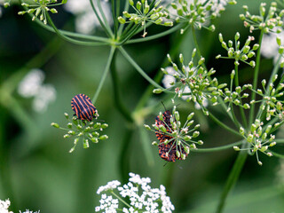 Colorado potato beetle pest eats young leaves of plants.