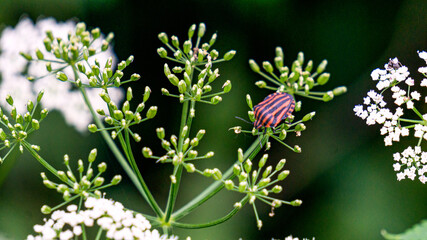 Colorado potato beetle pest eats young leaves of plants.