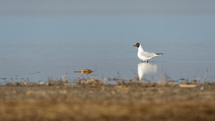 bird, möve, gull, meer, beach, wasser, natur, bird, ozean, tier, sand