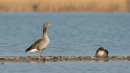 bird, wasser, gans, ente, tier, natur, gans, see, wild lebende tiere,