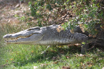 alligator in the swamp