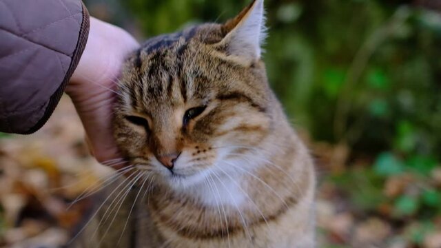A female hand caresses a tabby cat in the forest. Cute prety cat. Beautiful forest wildcat