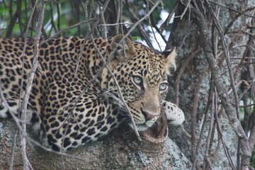 Fototapeta na wymiar leopard in a tree in Africa