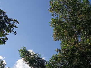 trees and blue sky