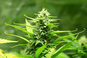 Medical Marijuana or CBD Rich Hemp Buds Flowering on a Cannabis Plant