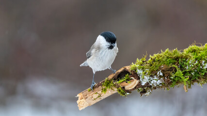 bird, meise, wild lebende tiere, natur, tier, ast, winter, black, wild,
