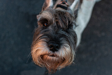 Close-up Portrait Of Dog