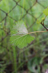 The reverse side of the leaf of a young vine with fungal disease. Powdery mildew in the vineyard