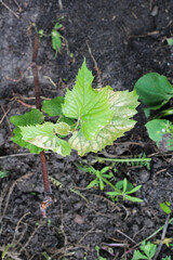 Disease of young vine leaves