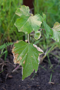 Dried tips of the leaves of a young grape seedling. Diseases of the vine