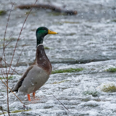 ente, bird, stockente, wasser, natur, tier, ente, bird, wild lebende tiere