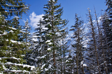 Beautiful winter landscape alongside the railway track of Lauterbrunnen-Mürren Mountain Railway BLM.