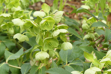 Lenten rose hybrid (Helleborus x sternii) flowering in a garden