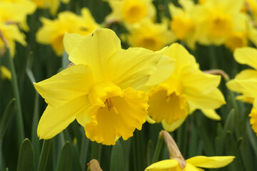 Narcissus "Carlton" (Amaryllidaceae), yellow variety of narcissus with a large cup. In Madrid's Botanical garden.
