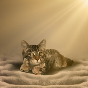 cat on the floor, boring time cat