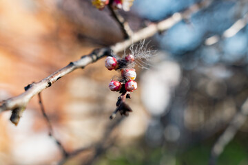Flowering of the apricot tree in early spring in the orchard in the garden. Thin twigs with swollen buds and buds. Blooms of nature with a fragrant smell of freshness and tenderness.