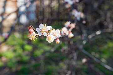 Flowering of the apricot tree in early spring in the orchard in the garden. Thin twigs with swollen buds and buds. Blooms of nature with a fragrant smell of freshness and tenderness.