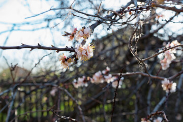 Flowering of the apricot tree in early spring in the orchard in the garden. Thin twigs with swollen buds and buds. Blooms of nature with a fragrant smell of freshness and tenderness.