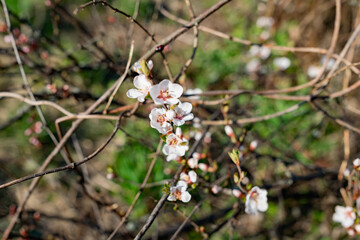 Flowering of the apricot tree in early spring in the orchard in the garden. Thin twigs with swollen buds and buds. Blooms of nature with a fragrant smell of freshness and tenderness.